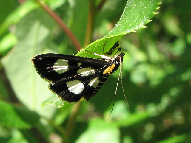 White-spotted Sable Moth