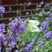 Butterfly on Lavender