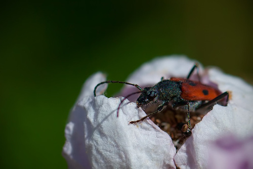 Longhorn Beetle on Blackberry Blossom