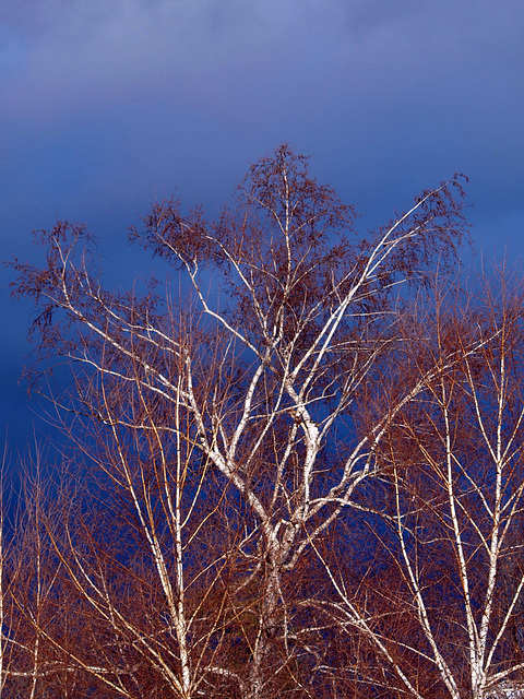 bluest