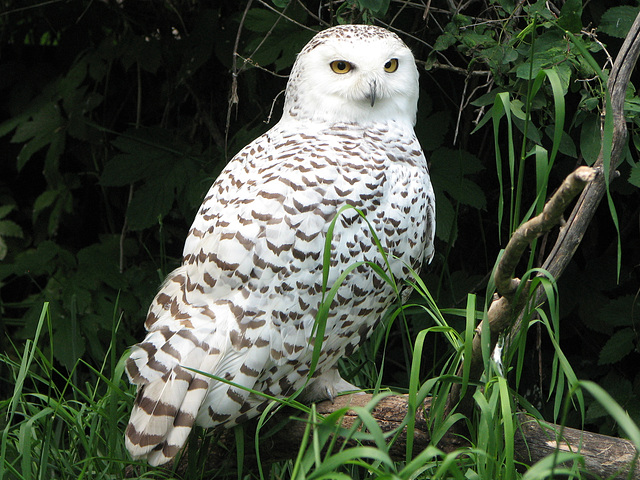 Snowy Owl