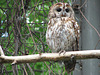 Tawny Owl