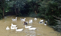 happy ducks and geese