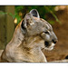 Florida Panther Profile