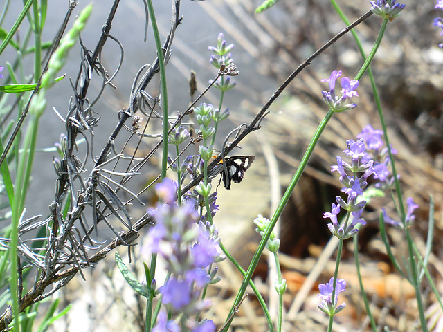 Spotted Butterfly