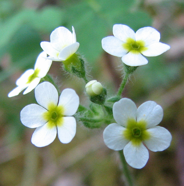 Sweet-scented Androsace