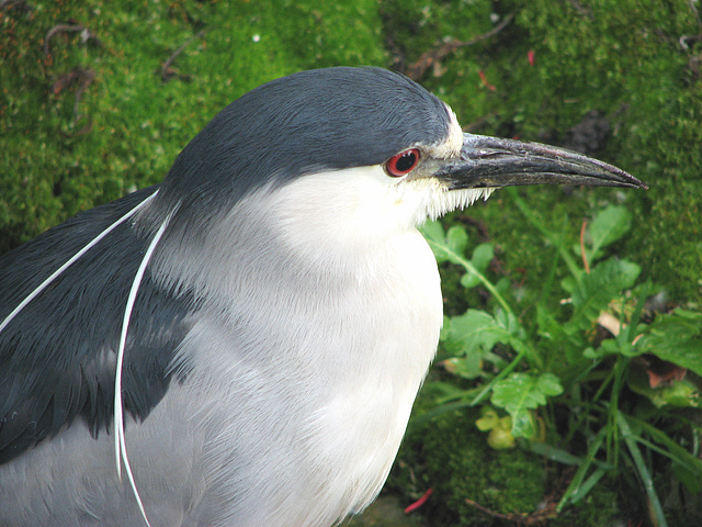 Black-crowned Night-heron