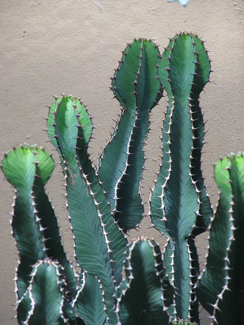 Cacti