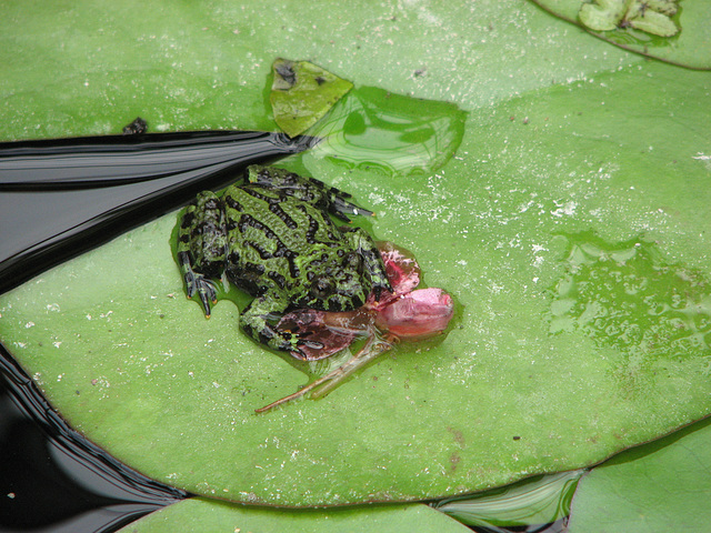 Lilypad reflection