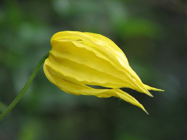 blowing in the wind