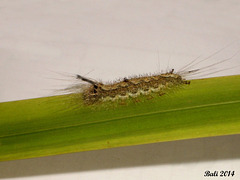 37 Caterpillar Found on Villa Wall