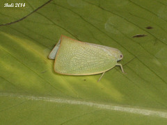 38 Siphanta sps (Plant Hopper 1)