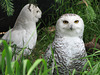 Snowy Owls