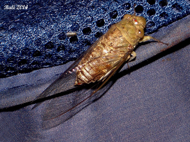 42 One of the Many Cicadas