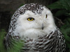 Snowy Owl female or young