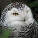 Snowy Owl female or young