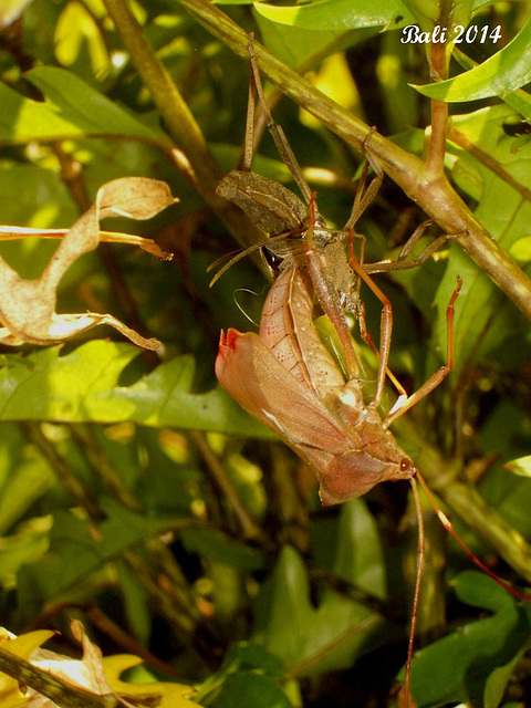 45 Drama In The Hedge