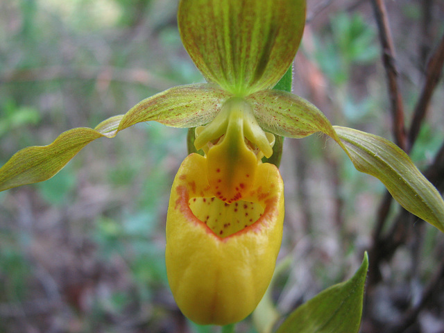 Yellow lady's-slipper