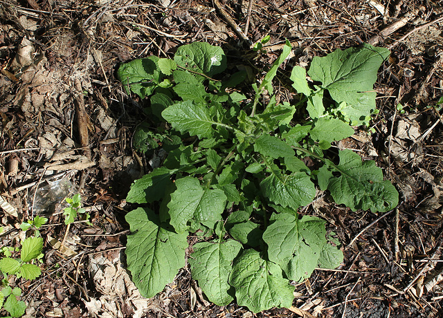 Lapsana communis
