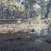 Red Gum pools, morning light