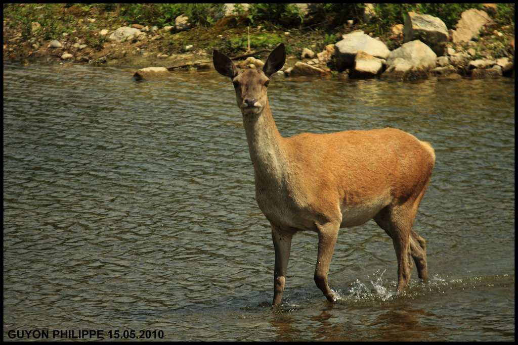 BICHE