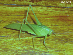 47 Bush Cricket