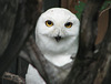 Snowy Owl male