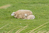 Lamm im Windschatten - 20130522