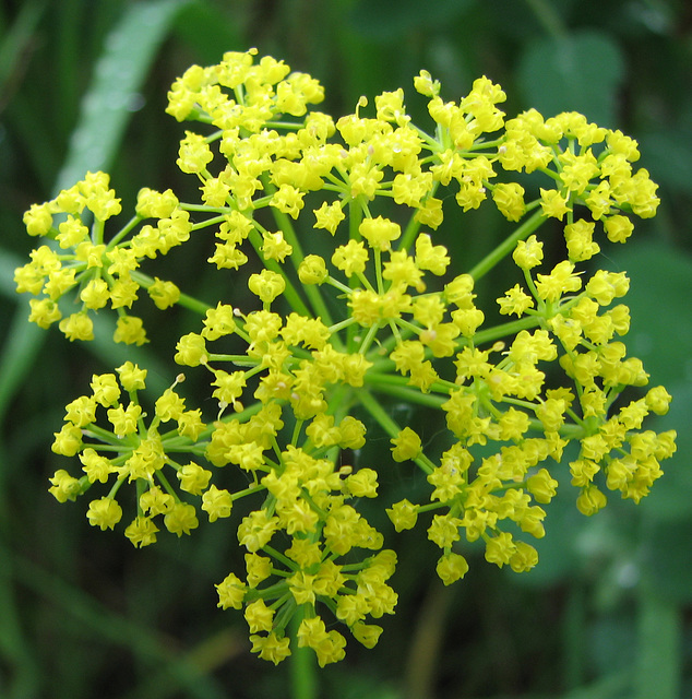 Heart-leaved Alexanders