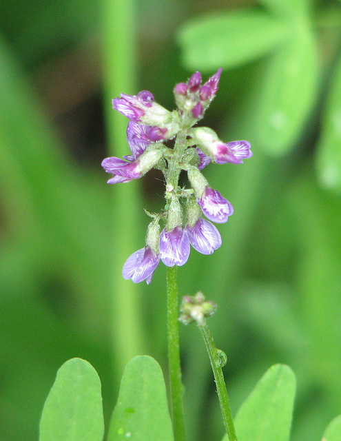 Elegant Milk-vetch