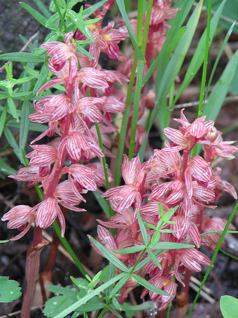 Striped Coralroot