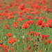 Coquelicots des champs