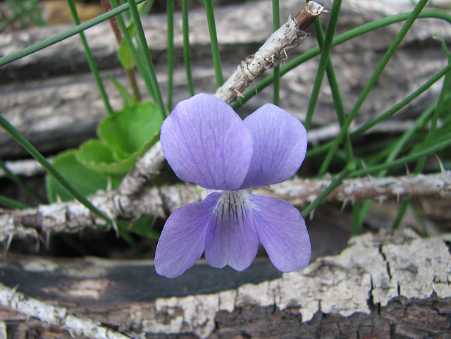 Bog Violet