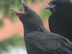 Snack time for baby Crow