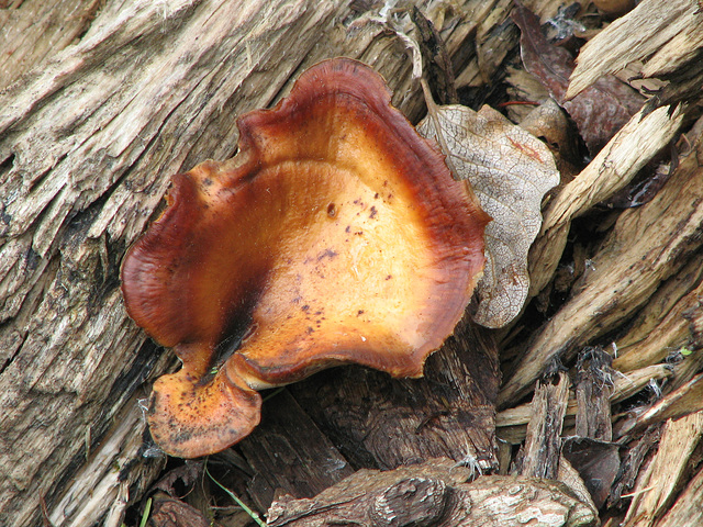 Treasures of a log