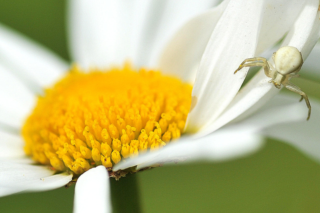 Coeur de marguerite