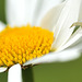 Coeur de marguerite
