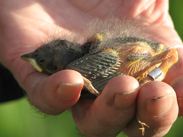 Banded baby Mountain Bluebird