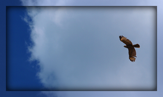 overhead, the hawk glides