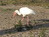 IBIS