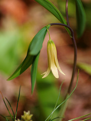 bellwort