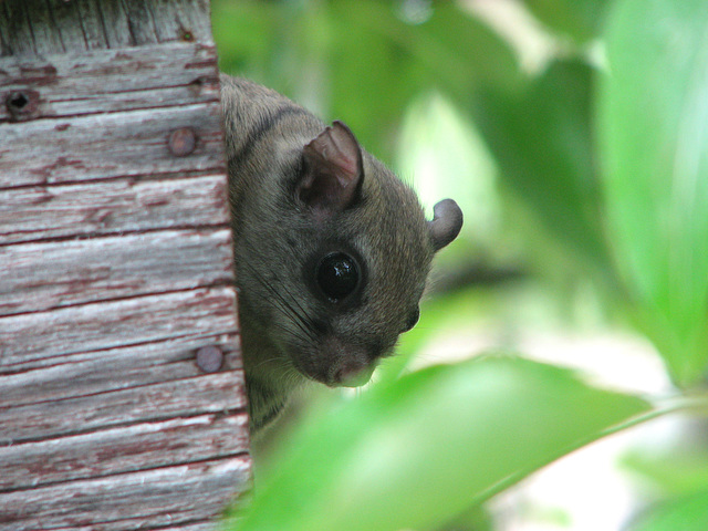 Northern Flying Squirrel