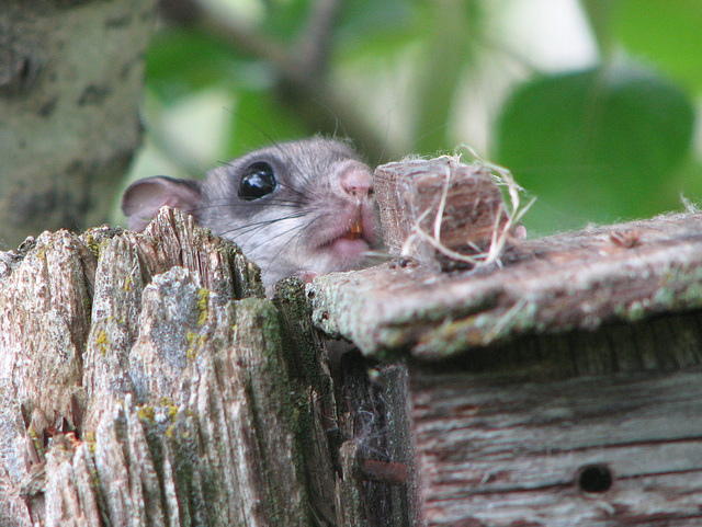 Northern Flying Squirrel