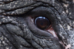 Eye of the Elephant (Wilhelma)