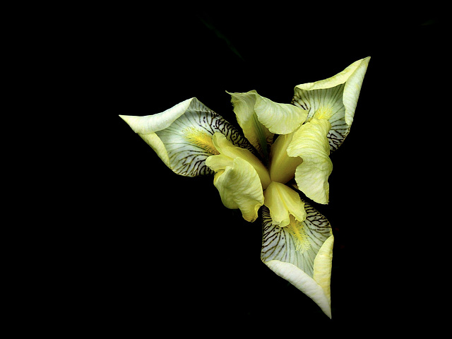 Iris flavescens - traitement fond noir