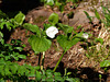 white trillium