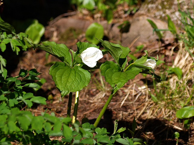 white trillium