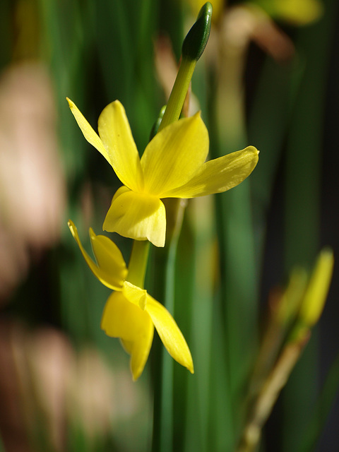 miniature daffodil