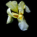 Iris flavescens - traitement fond noir