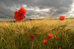 Fleurs de coquelicots